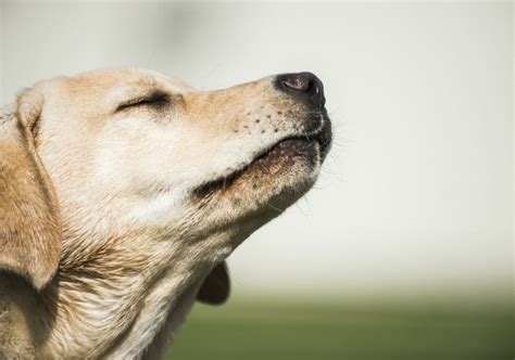 How Do Dogs Use Their Sense Of Smell