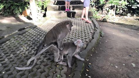 Monkey Sex Monkey Forest Sanctuary Ubud 2019 4k Youtube
