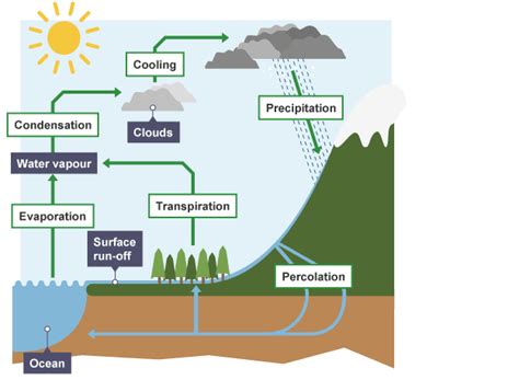 Igcse Biology Notes 48 Describe The Stages In The Water Cycle