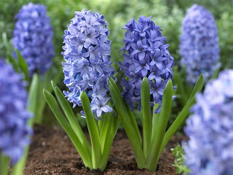 How to Plant Spring-Blooming Bulbs in 3 Easy Steps