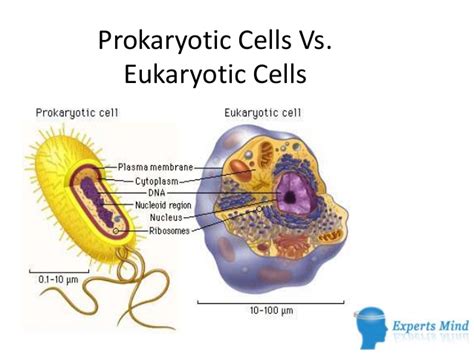 Maybe you would like to learn more about one of these? Prokaryotic cells vs. eukaryotic cells