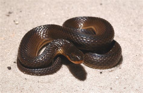 Glossy Swampsnake Reptiles And Amphibians Of Mississippi · Inaturalist
