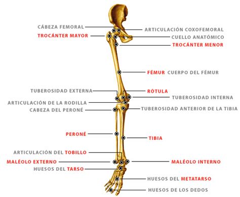 Pin De Miguel Jiménez En Piernas Legs Huesos De La Pierna Anatomia