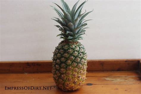 How To Grow A Pineapple From The Grocery Store Empress Of Dirt