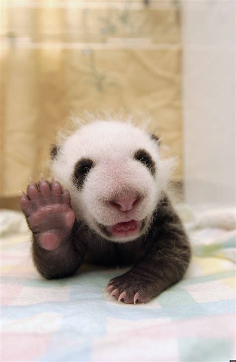 Baby Panda Photographed Waving At Chinas Wolong Nature Reserve