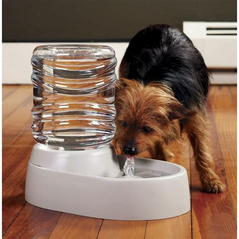 Are Dog Water Fountains Worth It Puptraveller