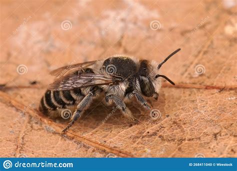 Closeup On A Female Silvery Leafcutter Bee Megachile Leachella Sitting