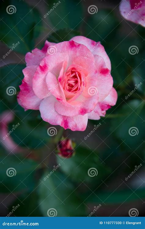 Delicate Pink Rose Flower Blossom On Green Leaves Background Stock