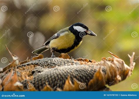 Great Tit Birds Eating Sunflower Seeds From Dry Flower In A Autumn