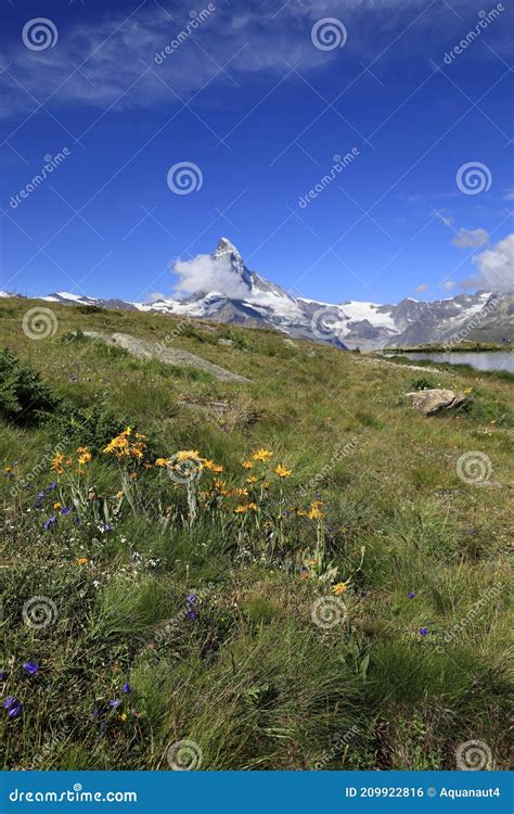 Beautiful Flowers In The Swiss Alps Stock Photo Image Of Alpine Blue
