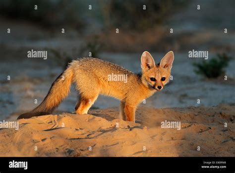 Cape Fox Vulpes Chama Outside Its Den In Early Morning Light
