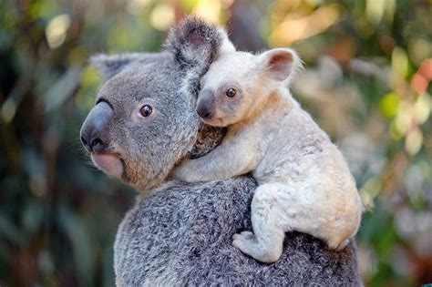 Rare White Koala Joey Is Born At Australia Zoo Public Asked To Name