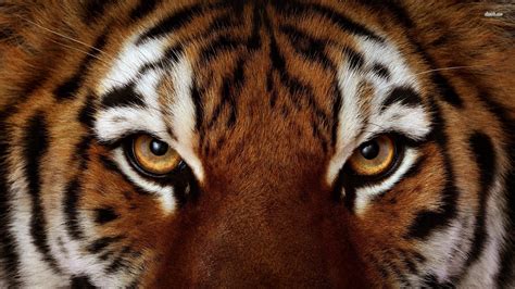 Wallpapers For Angry Bengal Tiger Wallpaper Tiger Face Animals