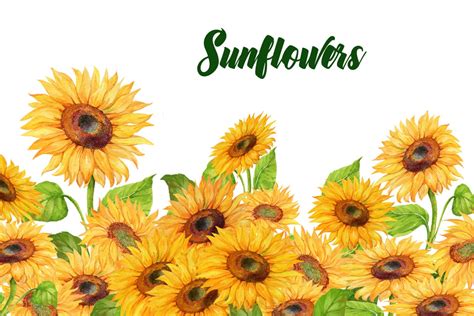 Watercolor Sunflower Clipart Png Digital Sunflower Clip Art Etsy My