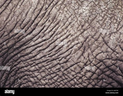 Close Up Of African Elephants Skin Stock Photo Alamy