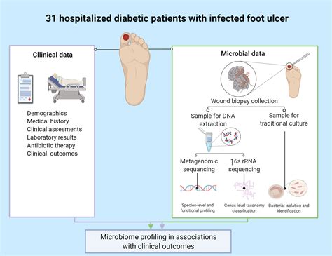 Frontiers Microbiome Characterization Of Infected Diabetic Foot