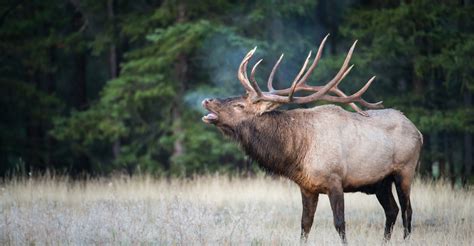 The Meaning Of The Elk Spirit Animal Thereadingtub