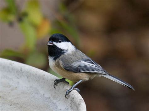 26 Backyard Birds To Know Minnesota What Birds Are In My Backyard