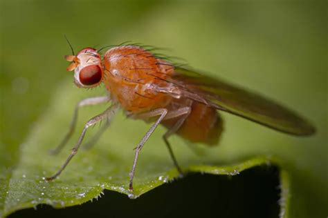 Got Fruit Flies In Your Bathroom Heres How To Get Rid Of Them Phyxter Home Services