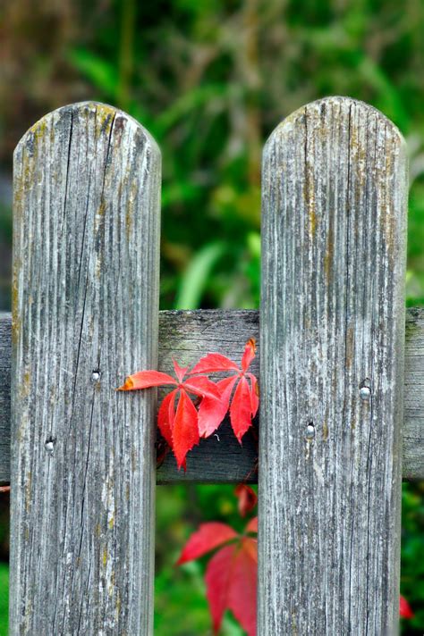 Fall Leaves Vine Fence Garden Free Stock Photo Public Domain Pictures