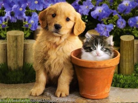 Cute And Funny Pictures Of Animals 51 Friendship 3