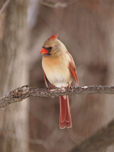 Northern Cardinal Backyard Birds Cardinal Birds