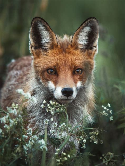 Red Fox Portrait By Szabo Ervin Edward 500px In 2020 Edward Fox