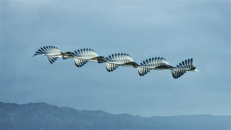 Mesmerizing Photos Capture The Flight Patterns Of Birds Wired