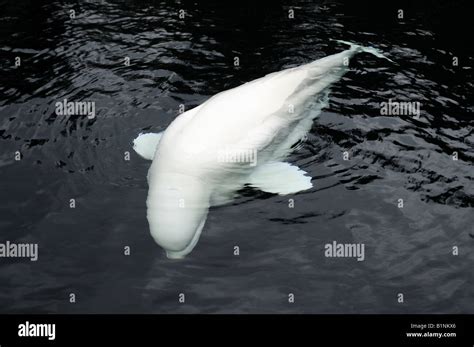 White Adult Beluga Whale Vancouver Aquarium British Columbia Canada