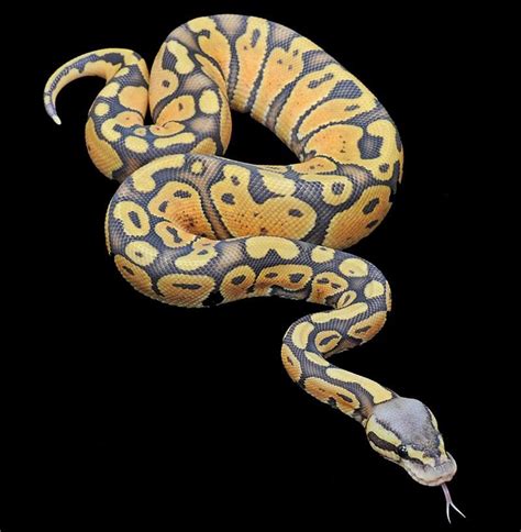 Pastel Orange Ghost Ball Python Farbschemata Reptilien