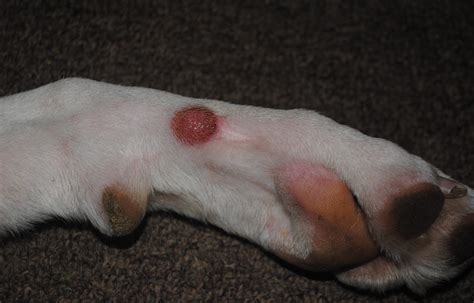 What That Lump On Your Dogs Leg Signify Vsec Articles