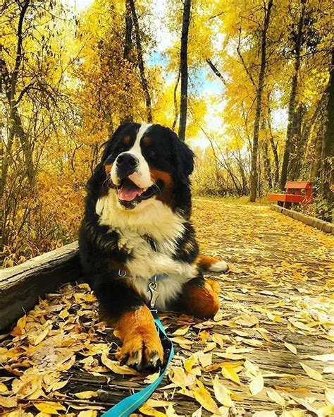 14 Special Tips For Taking Care Of Bernese Mountain Dogs Page 3 The