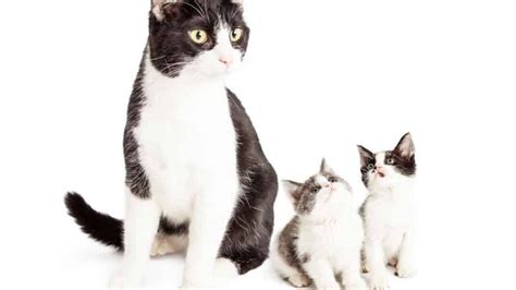 How Do Mom Cats Discipline Kittens Answered And Explained