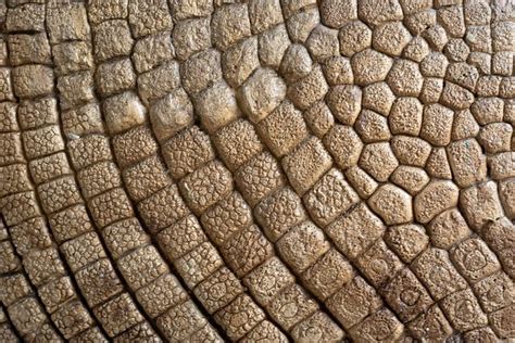 Glyptotherium Texanum Shell Patterns In Nature Photo Texture