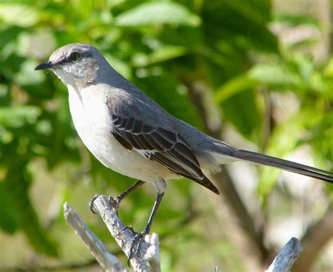 Northern Mockingbird Rolling Harbour Abaco