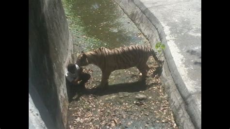 Tiger Eating Man In Delhi Zoo Youtube