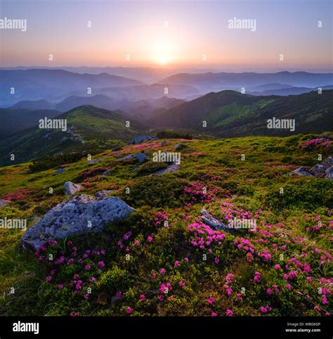 Mountain Path Flowers Sunrise High Resolution Stock Photography And