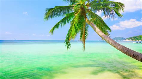 Green Leaf Plant With Green Plant Palm Trees Sea Hd Wallpaper