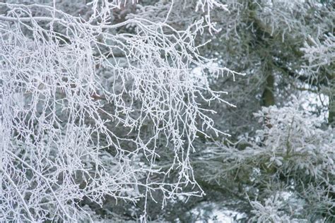 Hintergrundbilder Winter Ast Eis Kalt Frost Fichte Raureif
