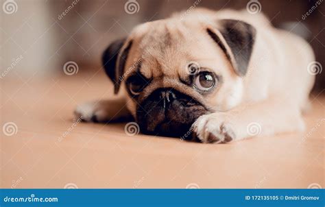 Portrait Of Cute Baby Female Puppy Pug Dog Stock Image Image Of