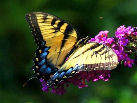 Flutter Of Wings Download Hd Wallpapers And Free Images