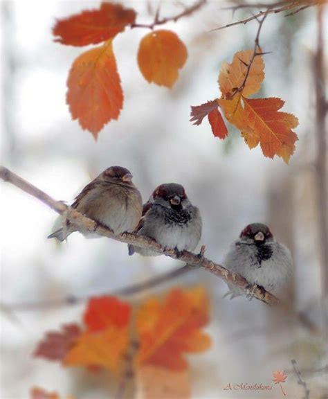 Pin By Natalie Zwierz On Autumn Leavessweater Weather Autumn Animals