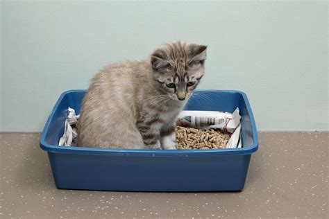 How To Litter Train Newborn Kittens Newborn Kittens