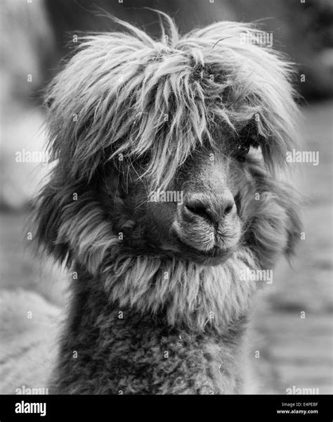 Lama Lama Glama Tier Portrait Schwarz Und Weiß Stockfotografie Alamy