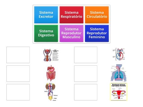 Sistemas Do Corpo Humano Match Up