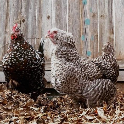 Urban chicken farming has been in if you live in austin, and you either have, or want backyard chickens, you need to know about two. Bawk To The Future: How Backyard Chicken Keeping Began As ...