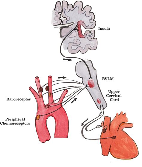 Blood Pressure And The Brain The Neurology Of Hypertension Practical