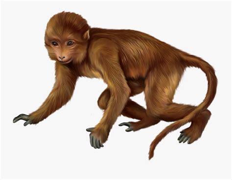 Real Monkey Clip Art Free Transparent Clipart Clipartkey