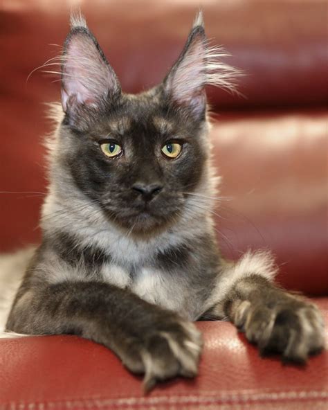 The maine coon is a native new englander where he was a popular mouser, farm cat and, most likely, ship's cat! Maine Coon Kittens For Sale Colorado Springs