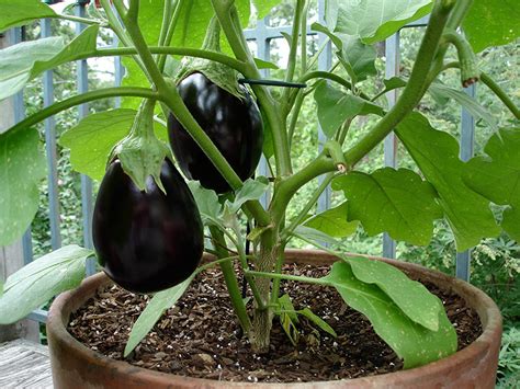15 Ideal Vegetables That Grow Well In A Pot Or Container